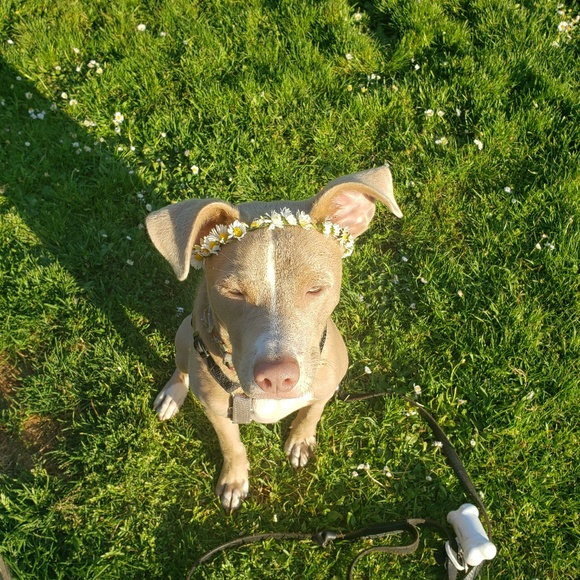 Meet your Posher, Abigail - Picture 1 of 1